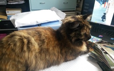 Investigating the Novel Cure