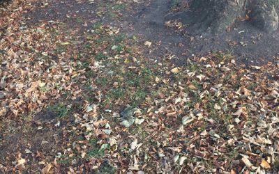 Can you put Autumn in an envelope?